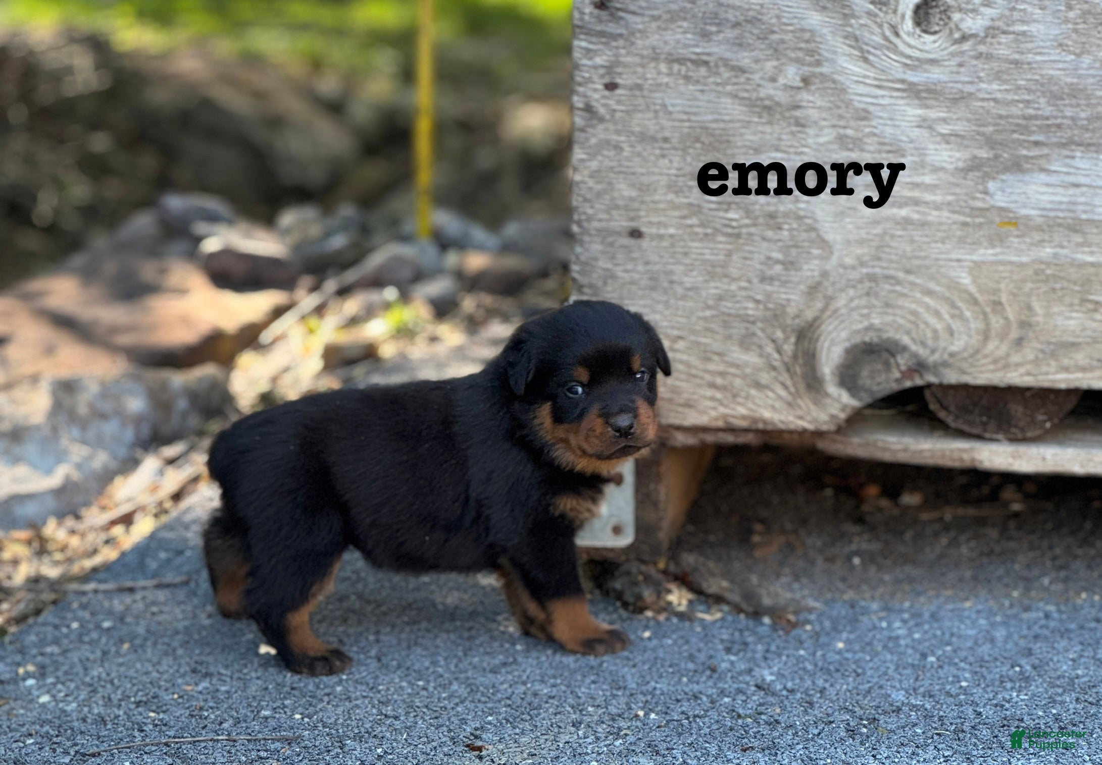 Rottweiler dogs Emory  - Ad 1