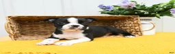 Boston Terrier dogs for sale: Bruno - Ad 4