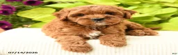 Cavapoo dogs for sale: Buddy - Ad 3
