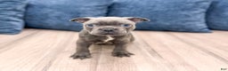 Frenchton dogs for sale: Molly - Ad 1