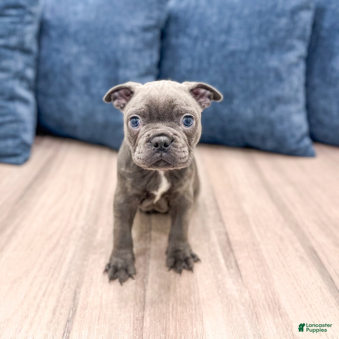 Frenchton dogs for sale: Molly - Ad 1