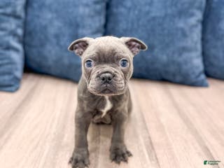 Frenchton dogs Molly - Ad 17