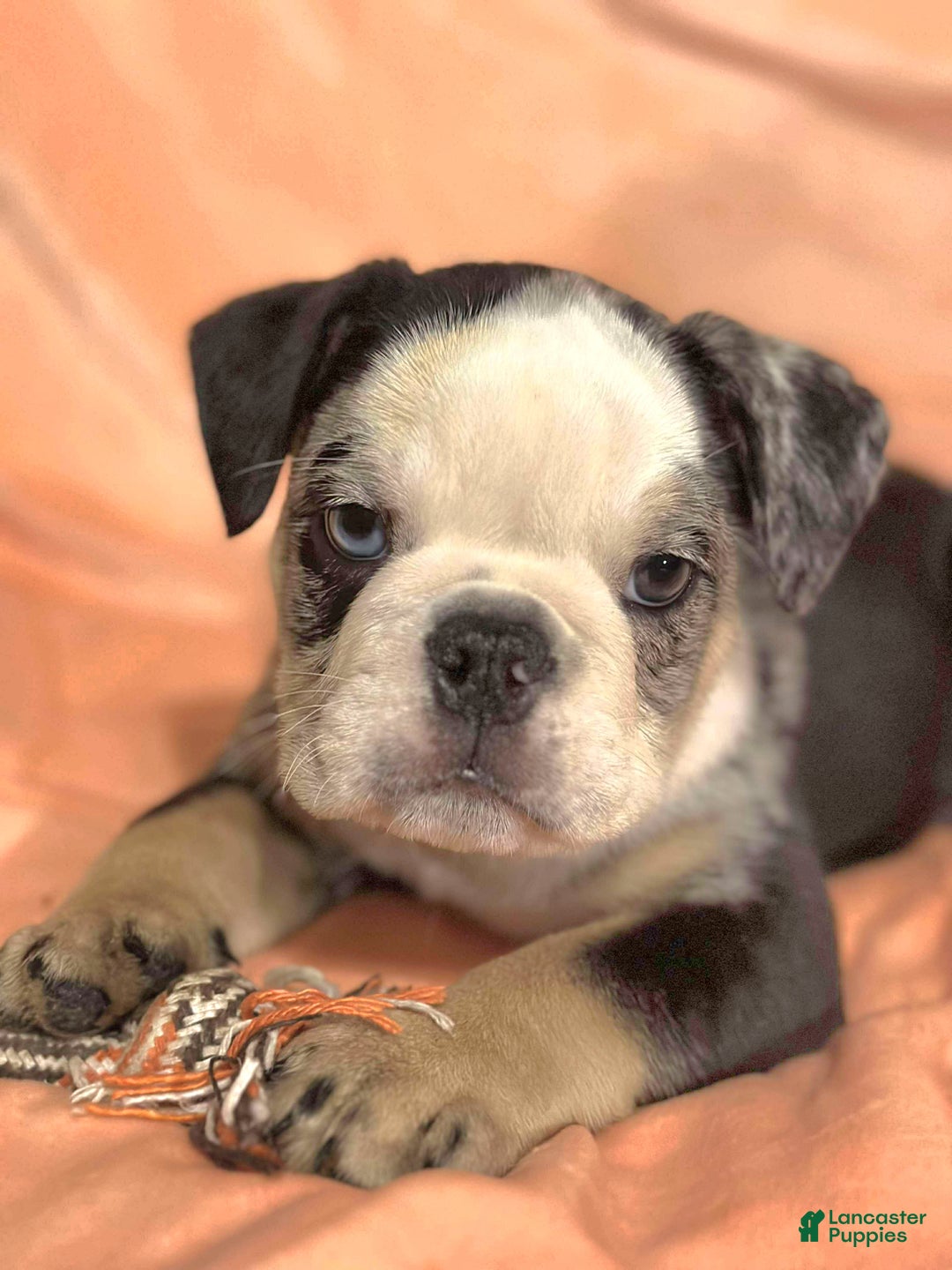 English Bulldog dogs for sale: English Bulldog Shadow - Ad 1
