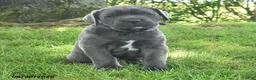 Cane Corso dogs for sale: Rosette - Ad 4
