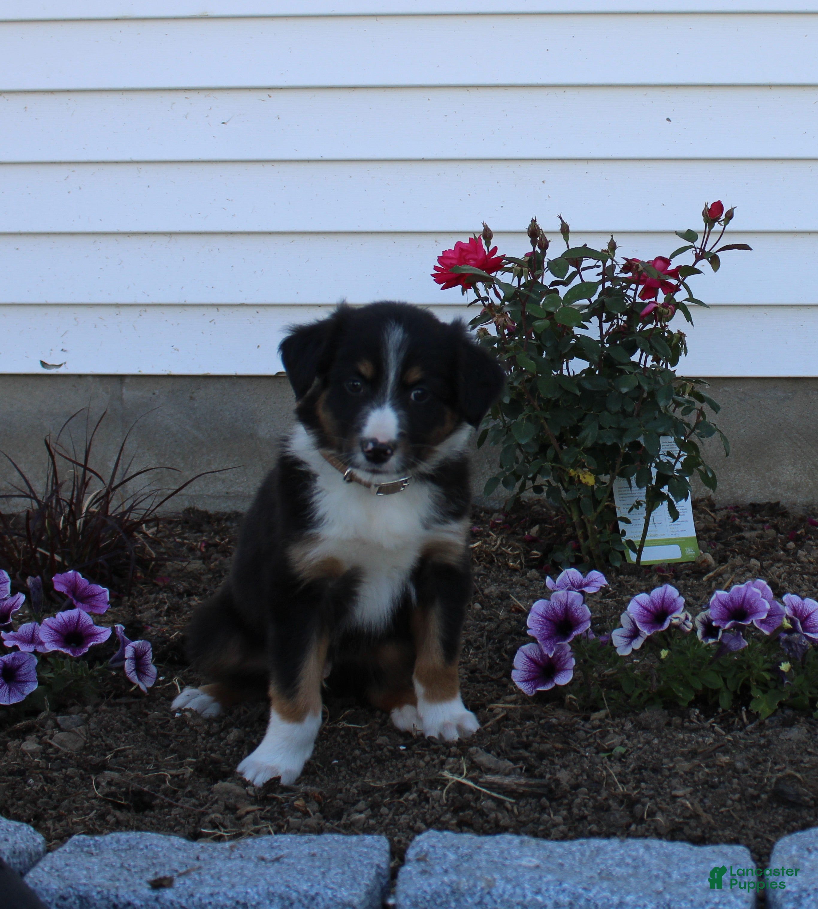 Australian Shepherd dogs Marty - Ad 35