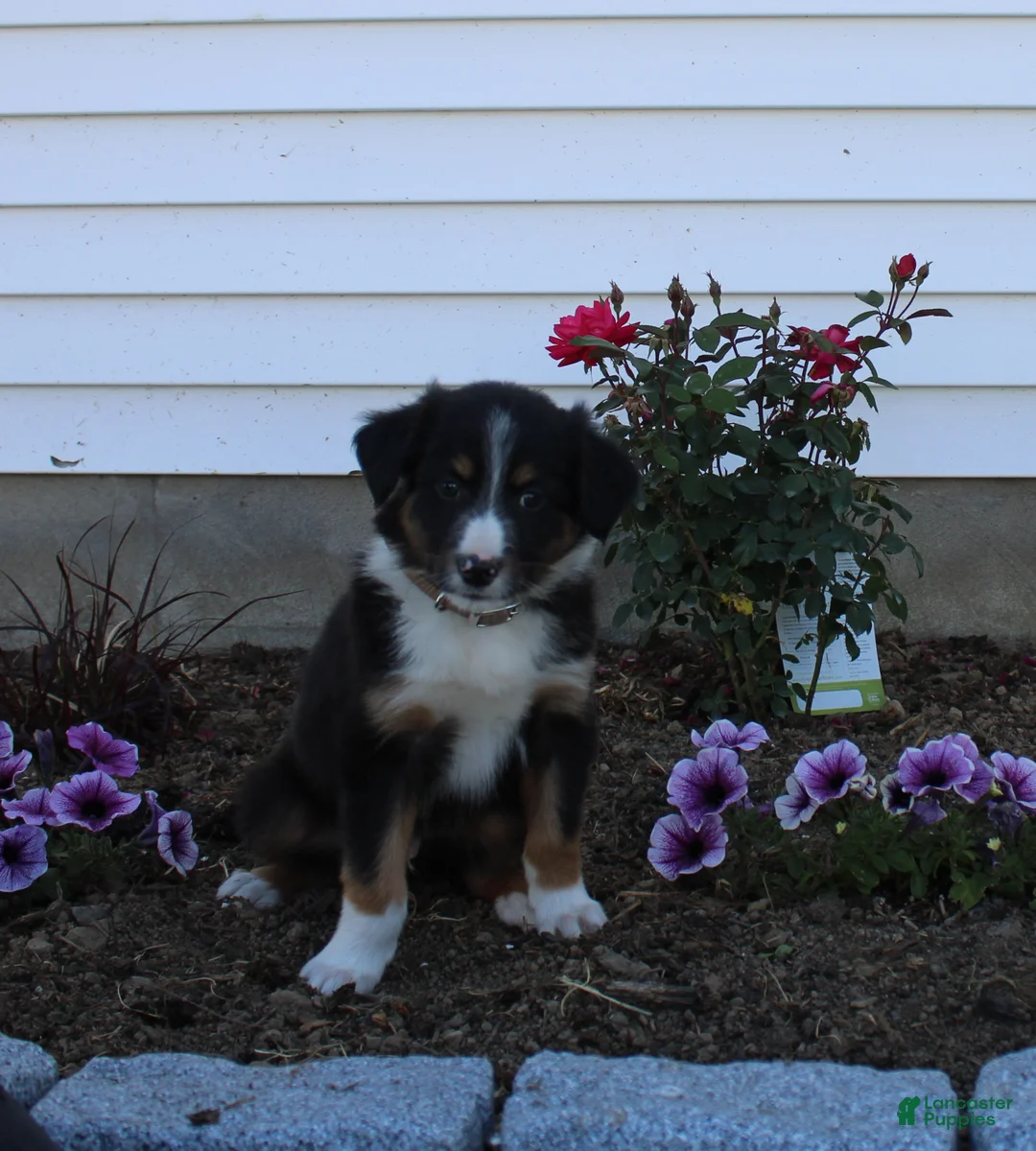 Australian Shepherd dogs for sale: Marty - Ad 1