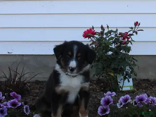 Australian Shepherd dogs Marty - Ad 35