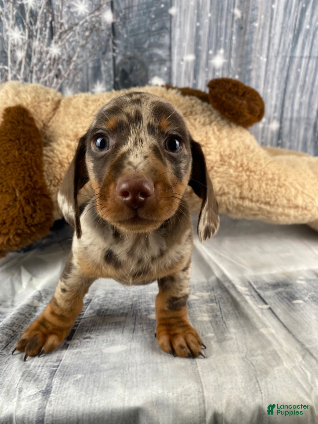 Miniature Dachshund dogs for sale: Max - Ad 4