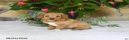 Mini Goldendoodle dogs for sale: Reba - Ad 1