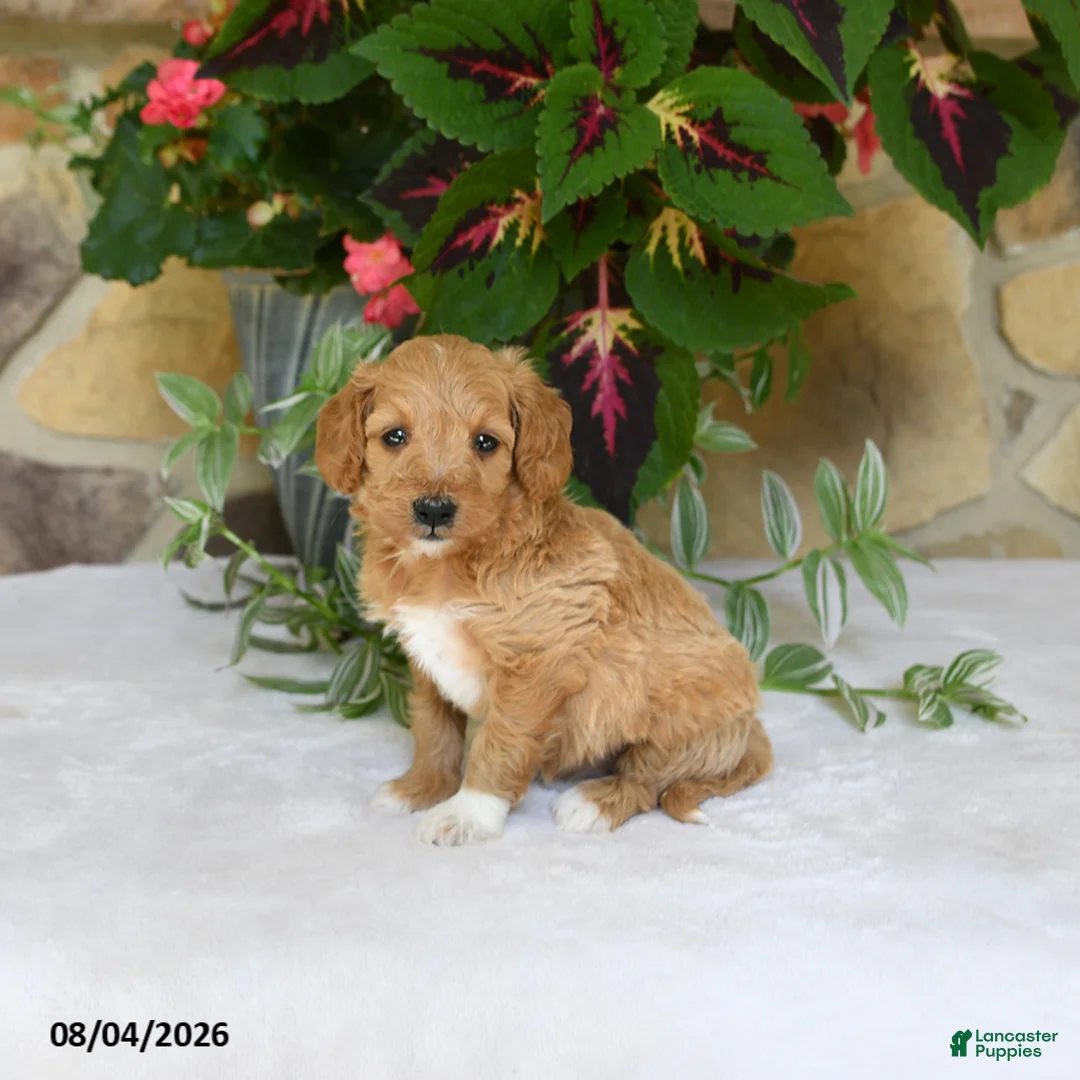 Mini Goldendoodle dogs for sale: Reba - Ad 1