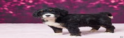 Bernedoodle dogs for sale: Glitter - Ad 5
