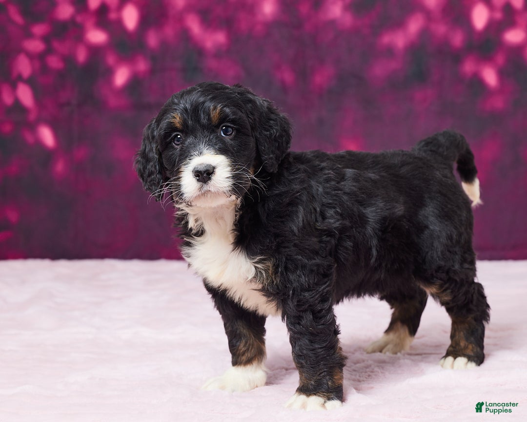 Bernedoodle dogs for sale: Glitter - Ad 5
