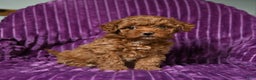 Miniature Poodle dogs for sale: Izzy - Ad 2