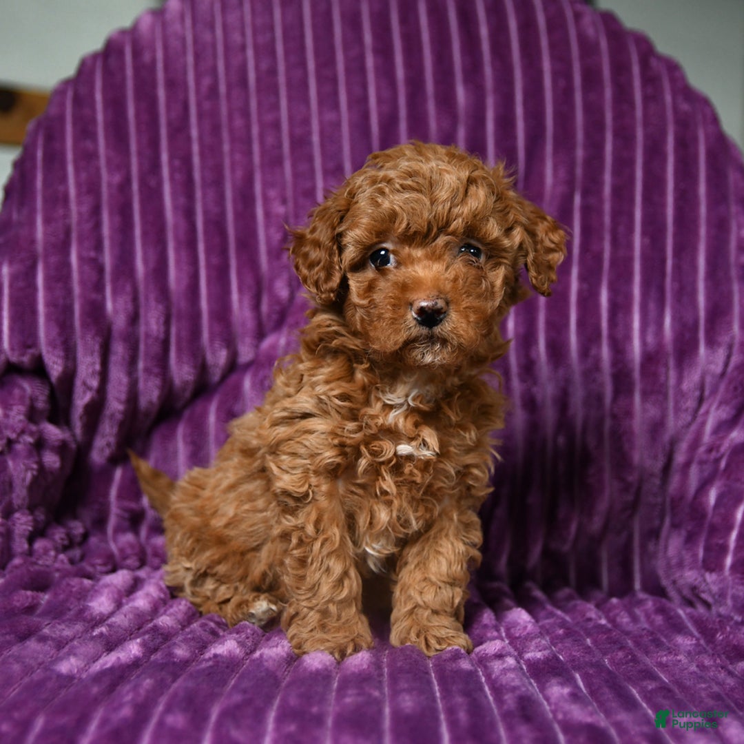 Miniature Poodle dogs for sale: Izzy - Ad 2