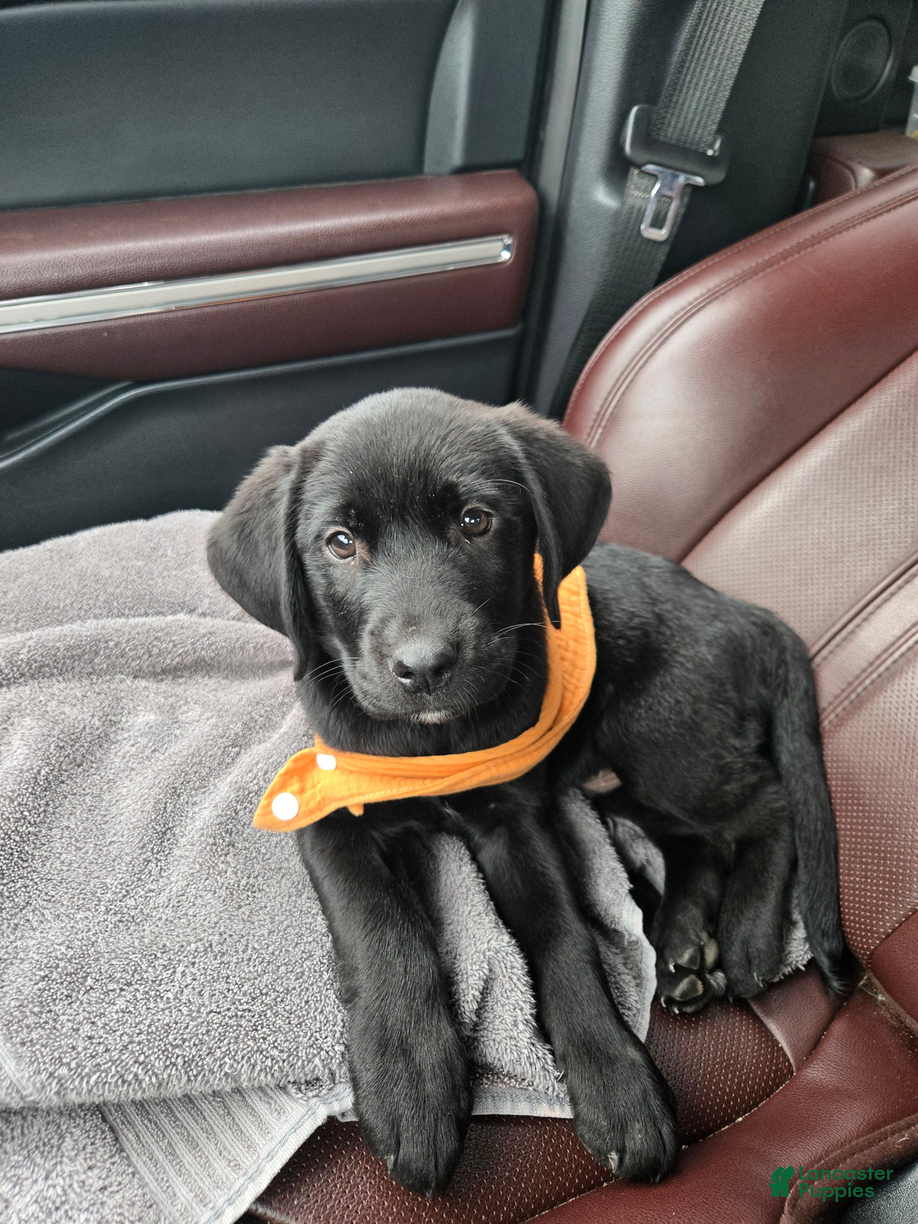 Goldador dogs Orange collar male  - Ad 3