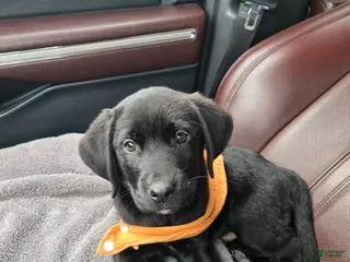 Goldador dogs **Memorial day sale**Orange collar male - Ad 7