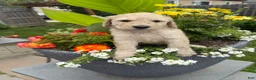 Goldendoodle dogs for sale: Goldendoodle 3 - Ad 2