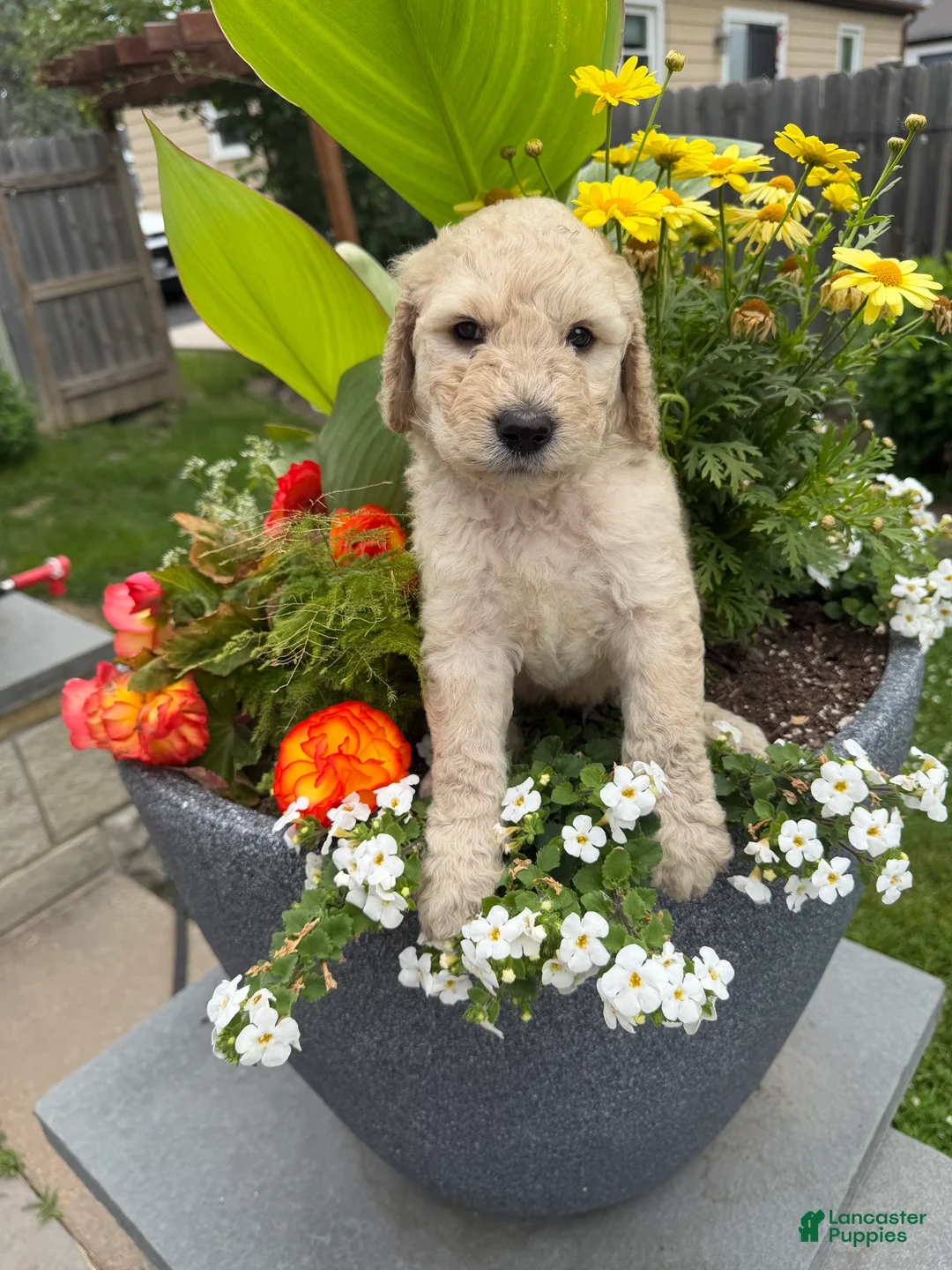 Goldendoodle dogs for sale: Goldendoodle 3 - Ad 2