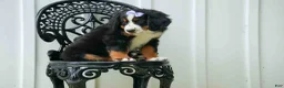 Bernese Mountain Dog dogs for sale: SOPHIE - Ad 15