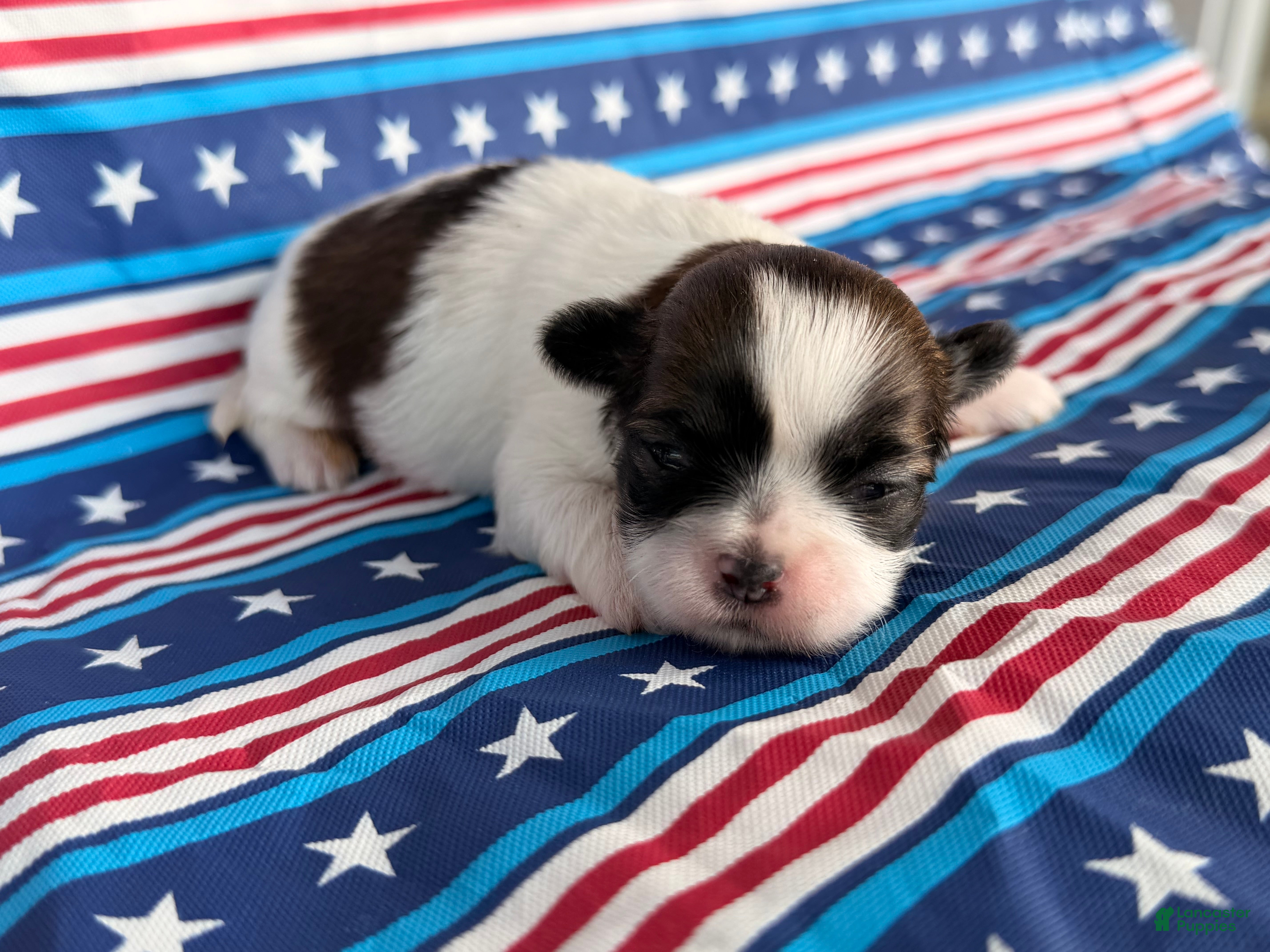 Shih Tzu dogs Queenie Shih Tzu  - Ad 1