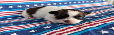 Queenie Shih Tzu 