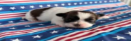 Shih Tzu dogs for sale: Queenie Shih Tzu  - Ad 1