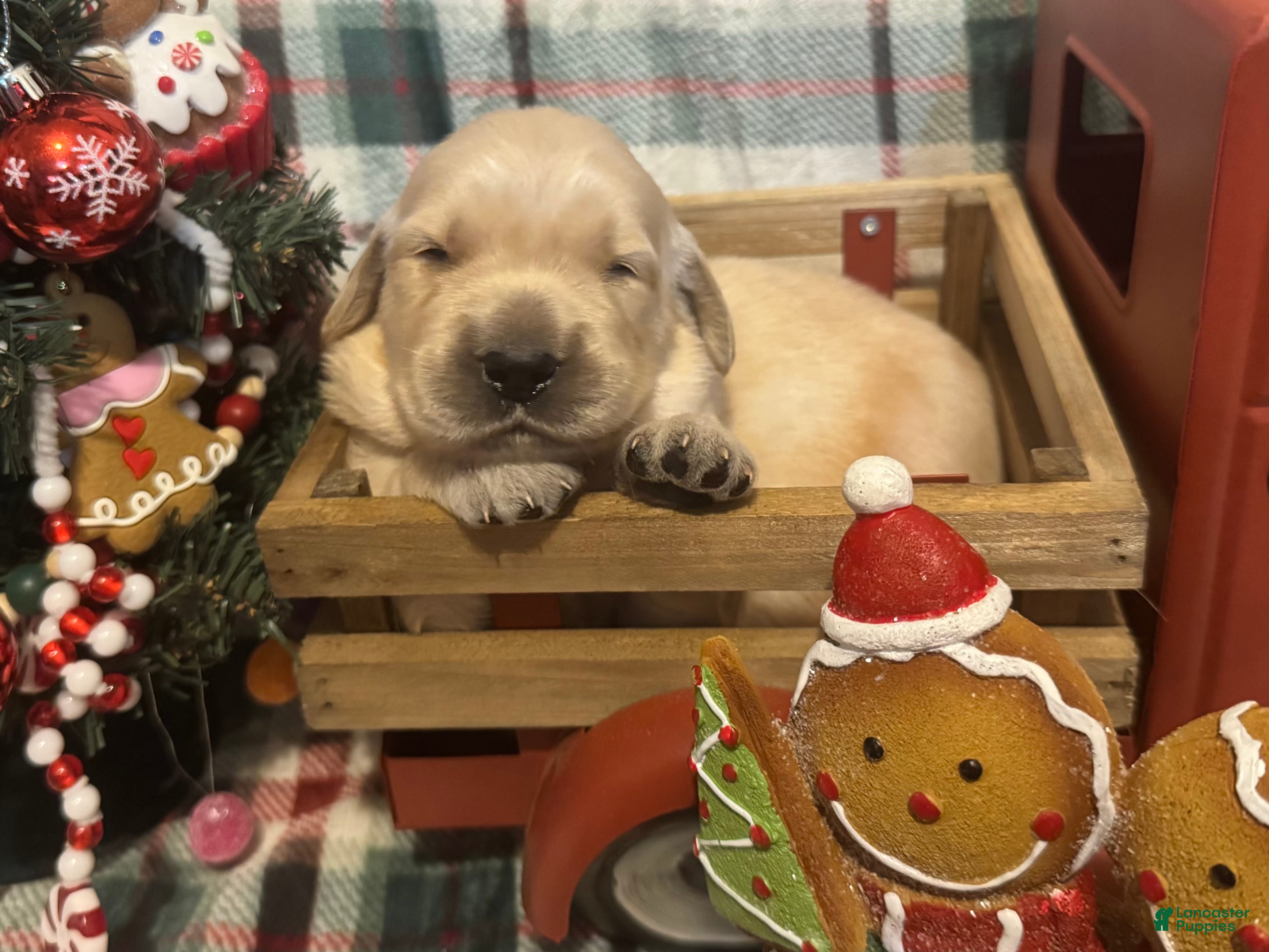 Golden Retriever dogs Nice - Ad 28