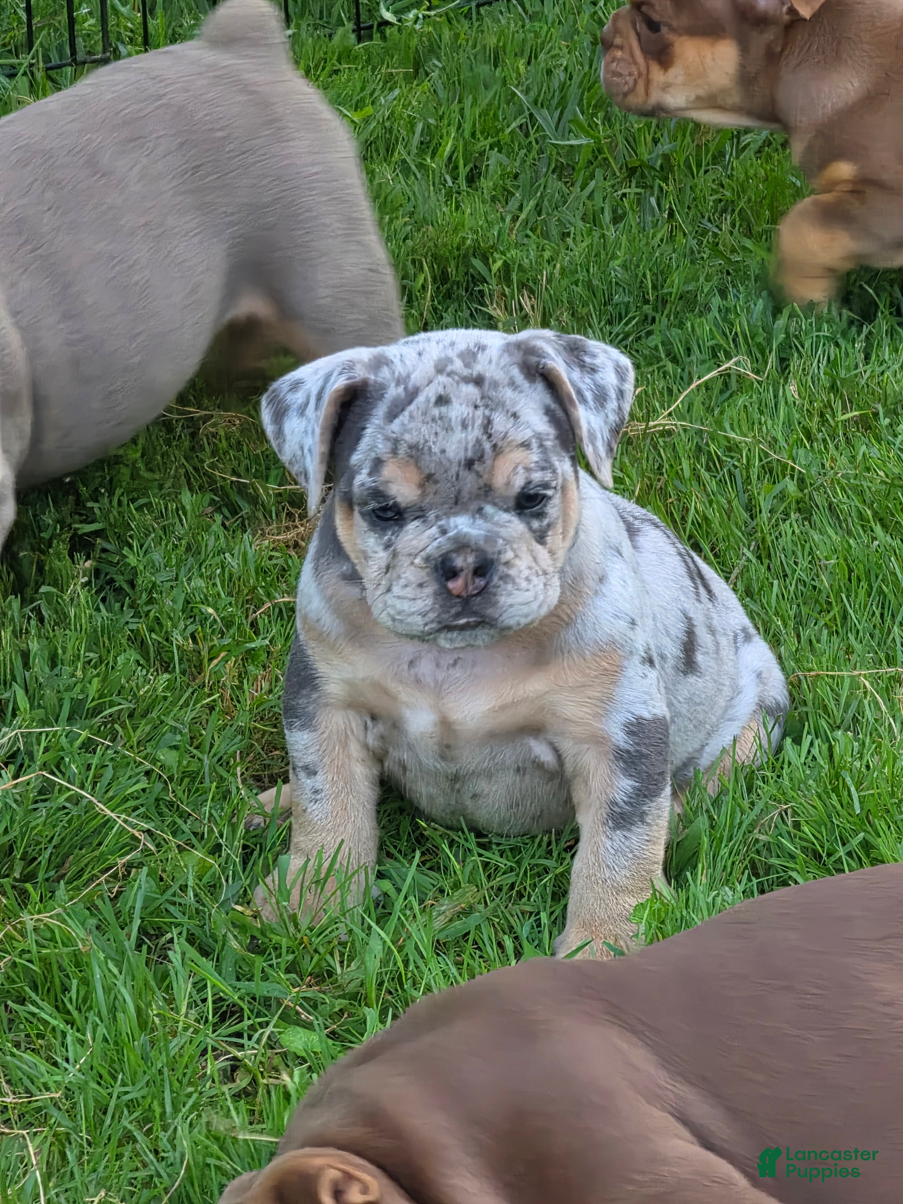 English Bulldog dogs Tinsel the lilac merle  - Ad 1