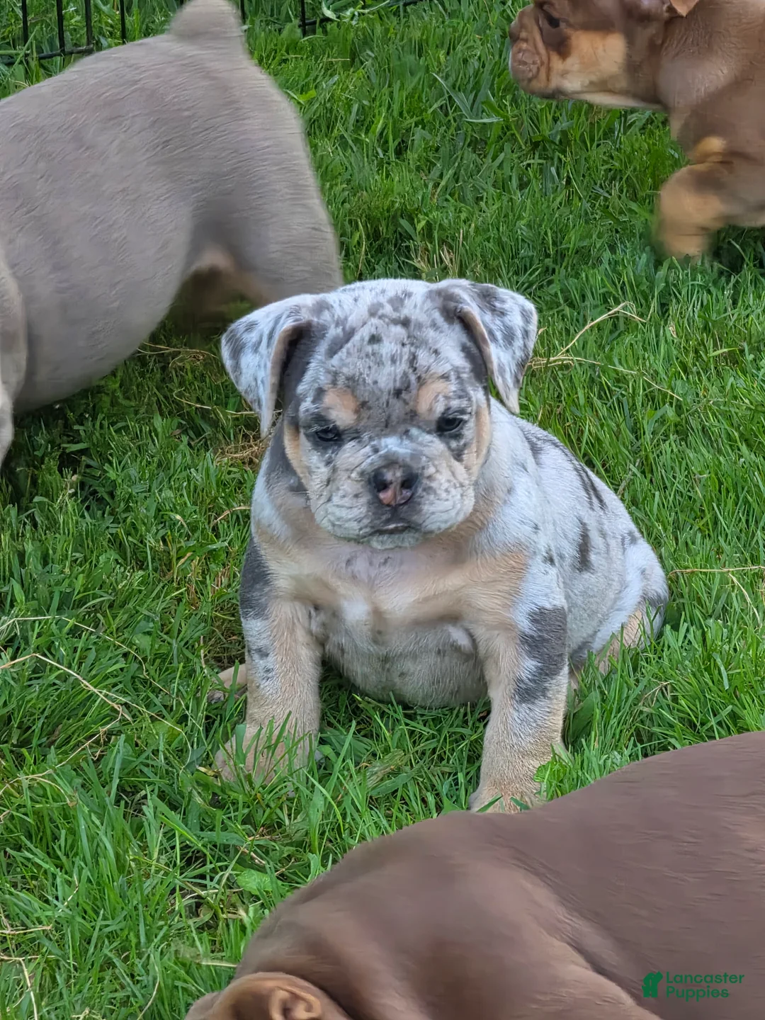 English Bulldog dogs for sale: Tinsel the lilac merle  - Ad 1