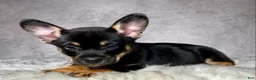 Mixed Breed dogs for sale: Mr. Hunter  - Ad 4