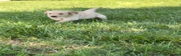 Golden Retriever dogs for sale: Mary - Ad 4