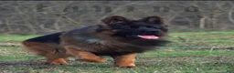 German Shepherd dogs for sale: German Shepherd 1 - Ad 5