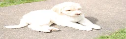 Labradoodle dogs for sale: Hera - Ad 2