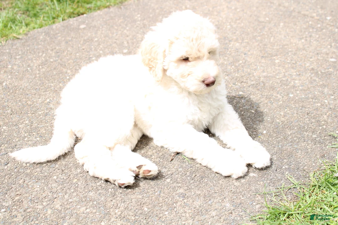Labradoodle dogs for sale: Hera - Ad 2