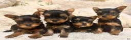 Yorkshire Terrier dogs for sale: Eli - Ad 14