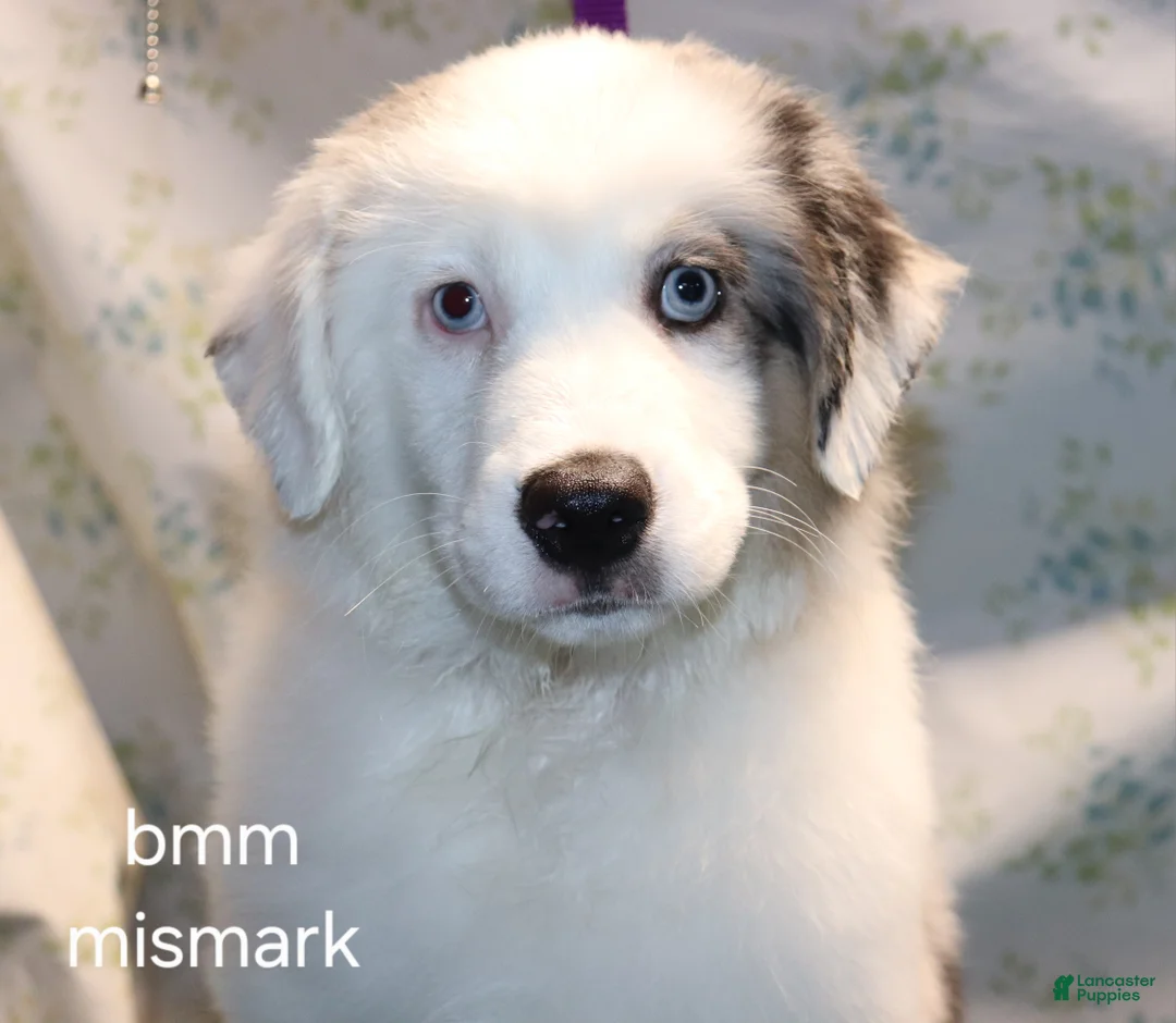 Miniature Australian Shepherd dogs for sale: Bmm mismark - Ad 1