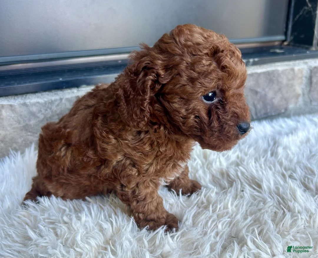 Toy Poodle dogs for sale: Tanner - Ad 2