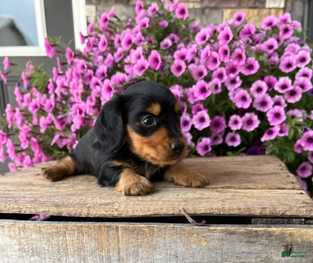 Dachshund dogs for sale: Quinn - Ad 3