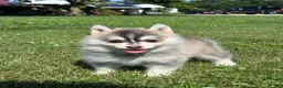 Pomsky dogs for sale: Zara - Ad 2