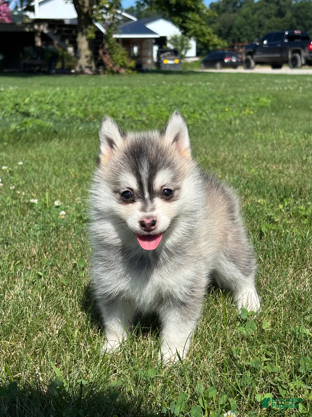 Pomsky dogs for sale: Zara - Ad 2