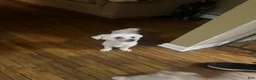 Maltese dogs for sale: Maltese 3 - Ad 4