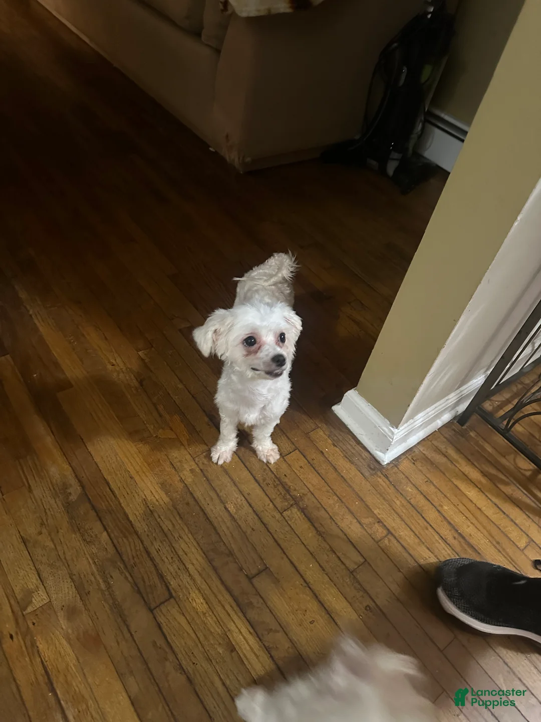 Maltese dogs for sale: Maltese 3 - Ad 4