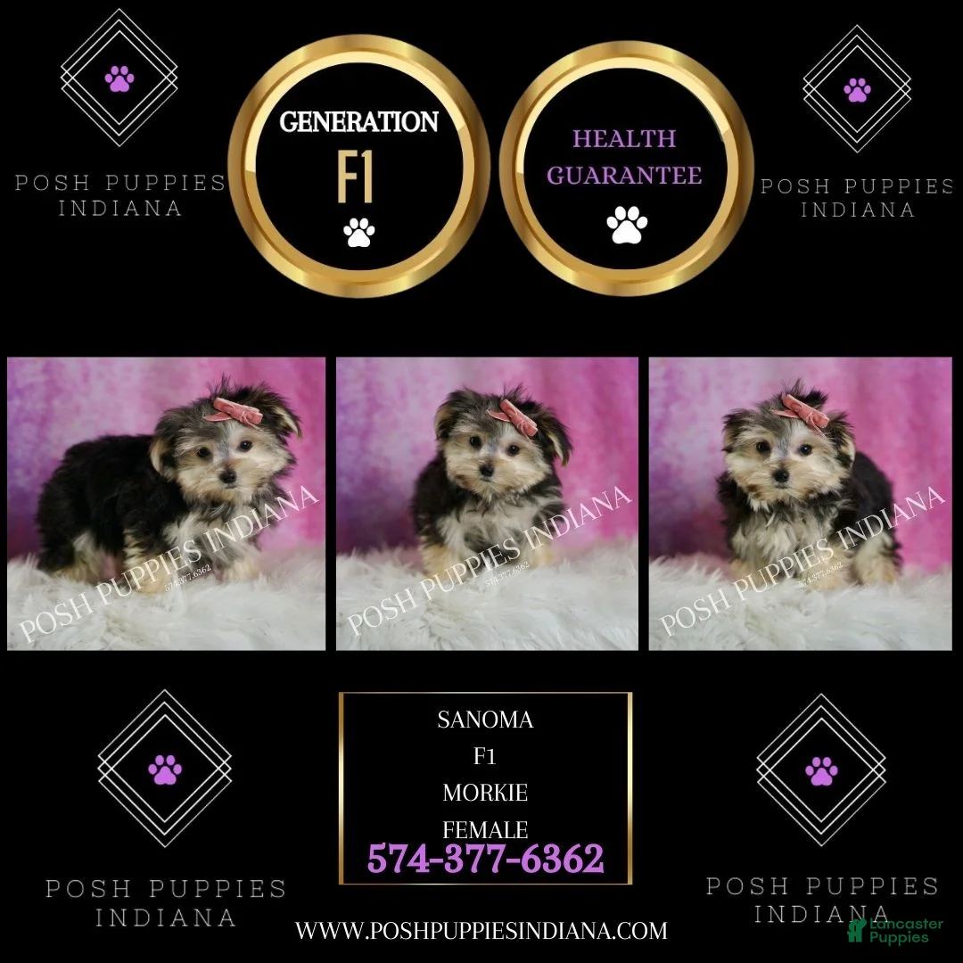 Morkie dogs for sale: Sanoma  - Ad 2