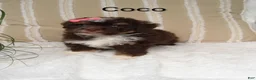 Mini Bernedoodle dogs for sale: Mini Bernedoodle 5 - Ad 6