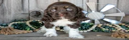 Cocker Spaniel dogs for sale: Kiwi - Ad 1