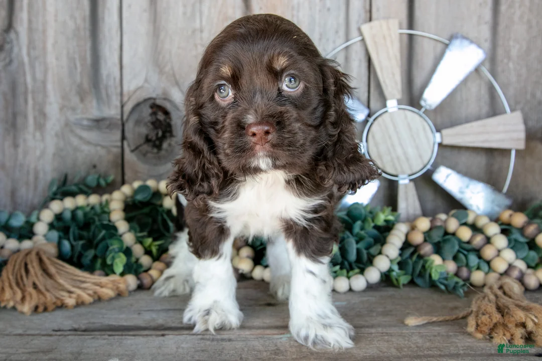 Cocker Spaniel dogs for sale: Kiwi - Ad 1