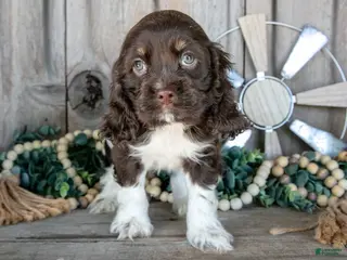 Cocker Spaniel dogs for sale: Kiwi - Ad 3