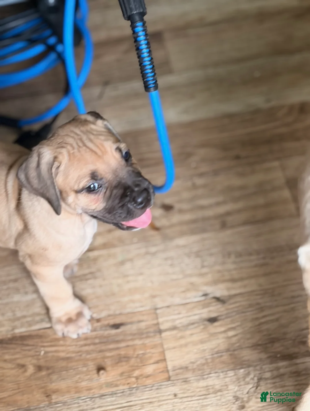 South African Boerboels dogs for sale: South African Boerboels 3 - Ad 1