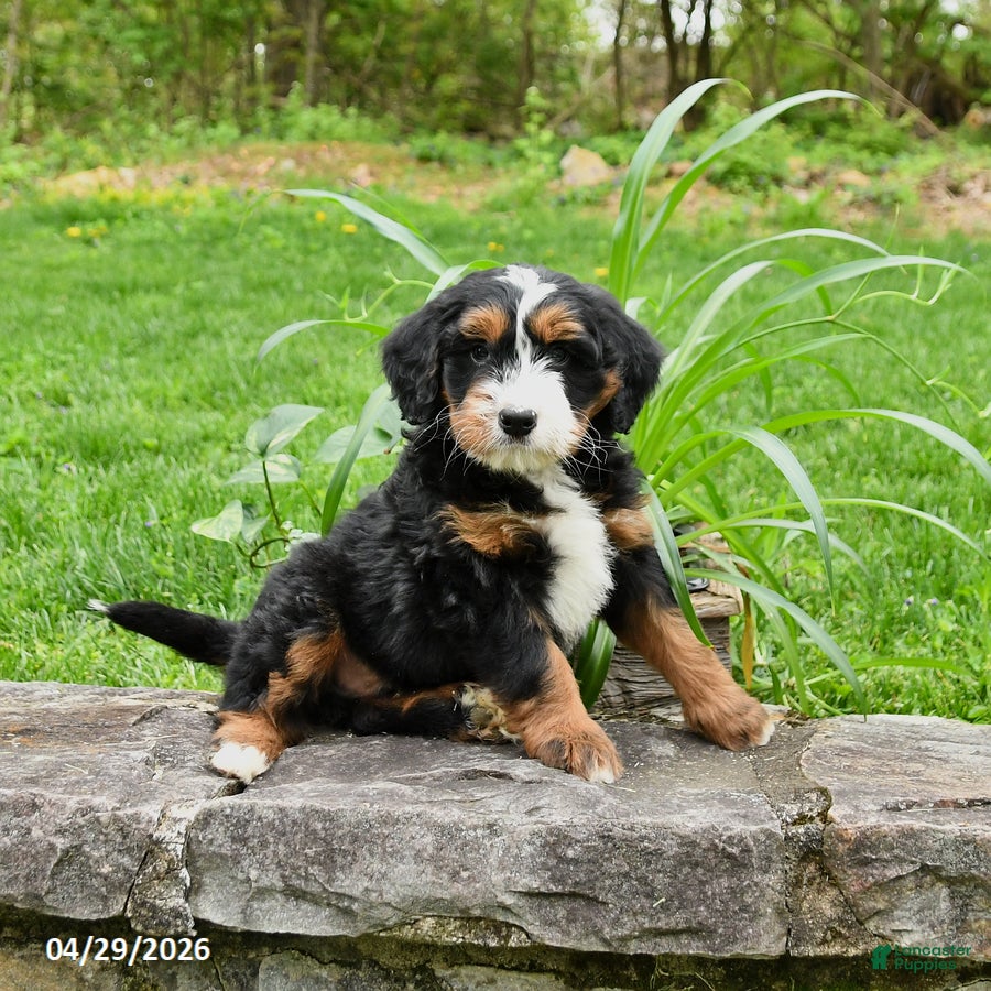 Mini Bernedoodle dogs for sale: Lenny - Ad 3