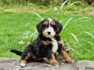 Mini Bernedoodle dogs for sale: Lenny - Ad 3